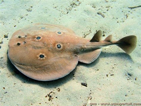 TORPEDINIDAE .